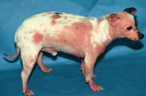 demodex mites in dogs