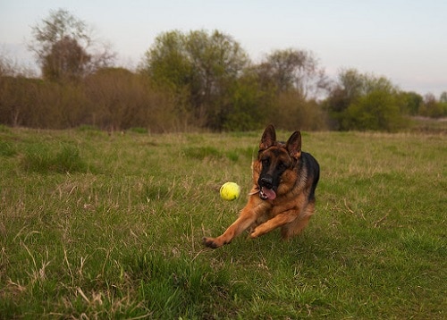GSD playing toy ball