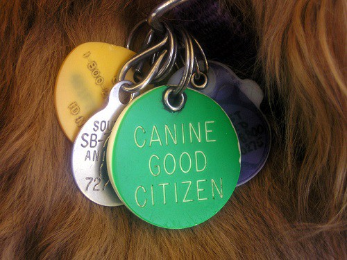Dog wearing id tags
