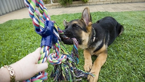 GSD playing tug toy