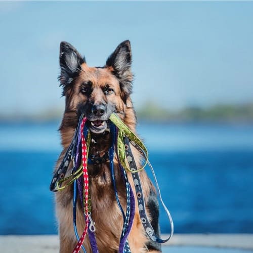German shepherd with a bunch of leashes