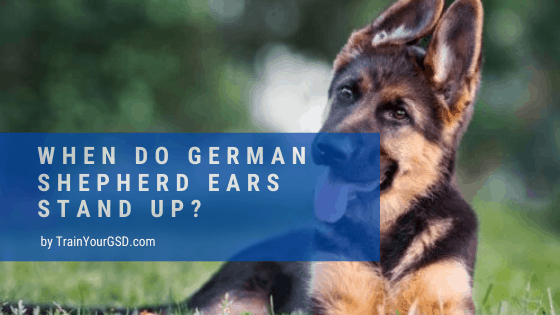 when do german shepherd ears stand up
