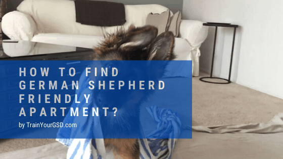 how to find german shepherd friendly apartment?