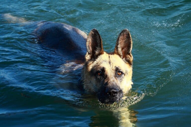 Can German shepherds swimming?