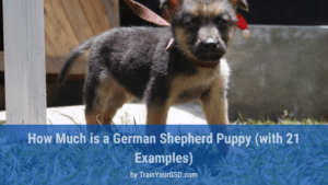 how much is a german shepherd puppy
