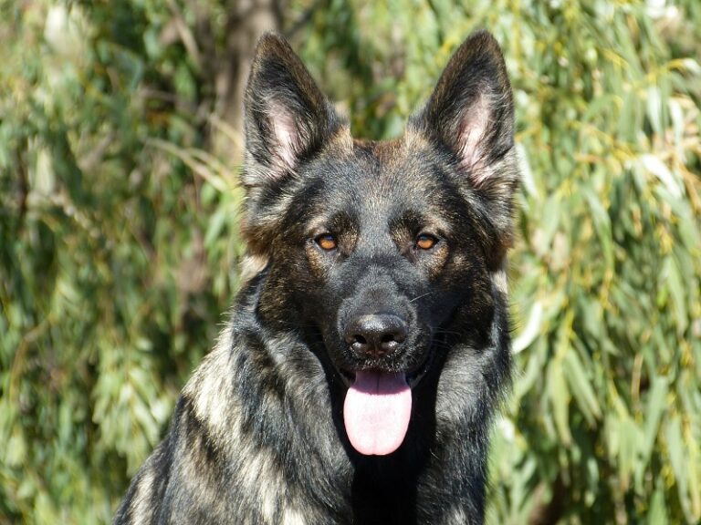 Featured image for an article about DDR German Shepherd