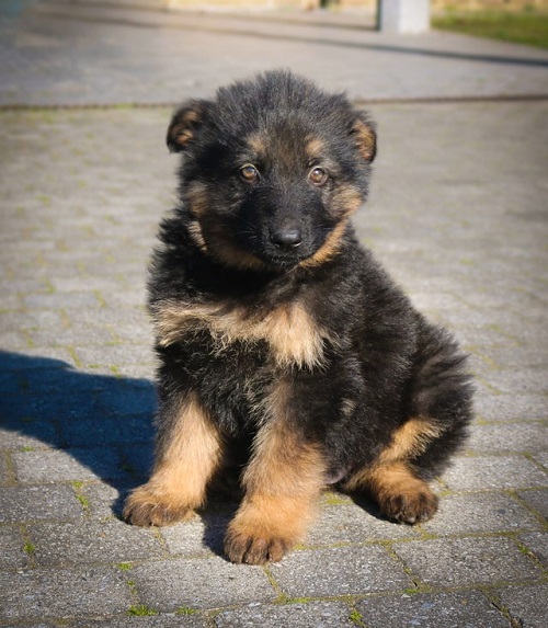 newborn german shepherd puppy