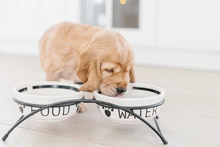 dog drinking from elevated water bowl