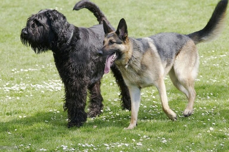 Featured image for an article about Schnauzer German Shepherd Mix: The Ultimate Guide to This Unique Breed