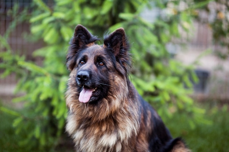 Featured image for an article about Long-Haired German Shepherd Vs. Short-Haired