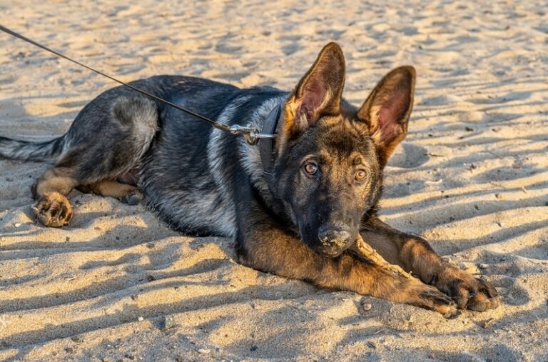Featured image for an article about 4-Month Old German Shepherd: Your Essential Puppy Guide