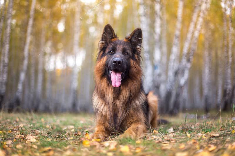 Featured image for an article about Long Haired German Shepherd: The Graceful Canine You'll Love