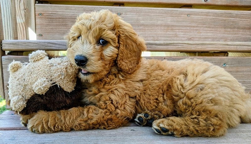 Featured image for an article about Goldendoodle German Shepherd Mix: Exploring This Fascinating Crossbreed