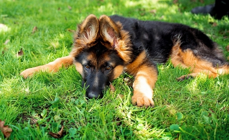 Featured image for an article about How to Take Care of a 3-Month-Old German Shepherd Puppy