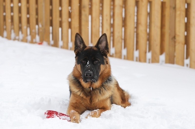 Featured image for an article about How to Take Care of a 10-Month-Old German Shepherd