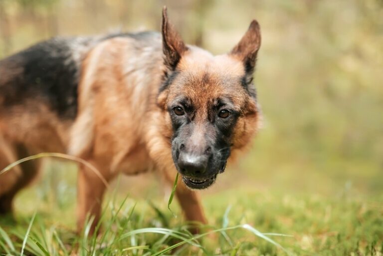 Featured image for an article about Why Do German Shepherds Growl?