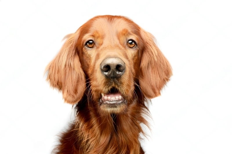 Featured image for an article about German Shepherd Irish Setter Mix