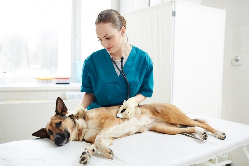 Featured image for an article about Understanding Pyoderma in German Shepherd Dogs