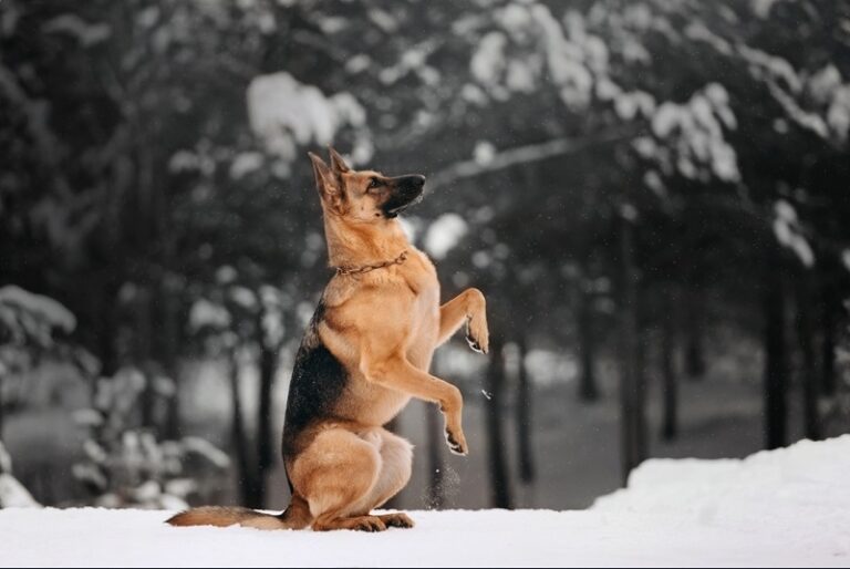 Featured image for an article about How to Make Your German Shepherd’s Back Legs Stronger