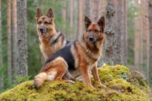 Featured image for an article about German Shepherd breed history and origin