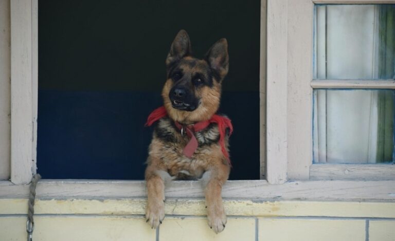 Featured image for an article about Why Do German Shepherds Whine? Top Reasons & Solutions