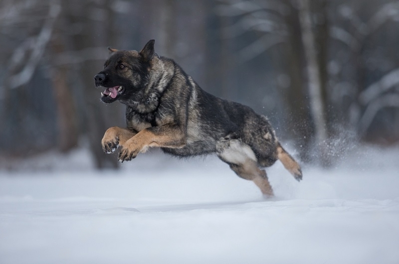 Featured image for an article about Czech German Shepherd Dog