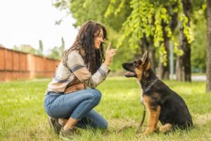 Featured image for an article about Training and socialization for German Shepherds