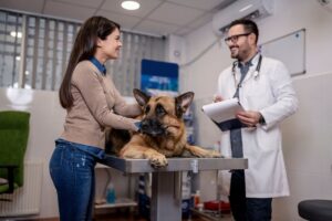 Featured image for an article about Common Health Issues in German Shepherds