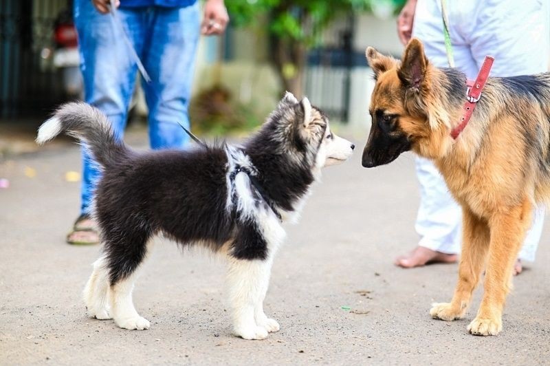 Featured image for an article about How to Introduce Your German Shepherd to Other Dogs