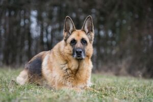 Featured image for an article about Caring for a senior German Shepherd