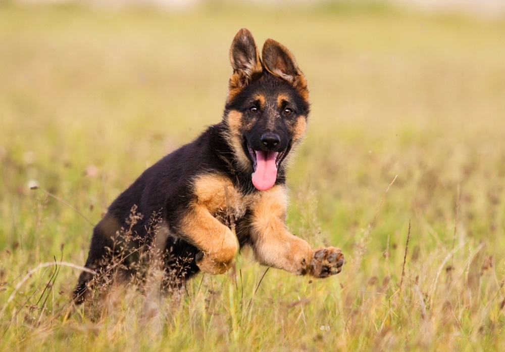 Featured image for an article about German Shepherd Puppy Ear Stages