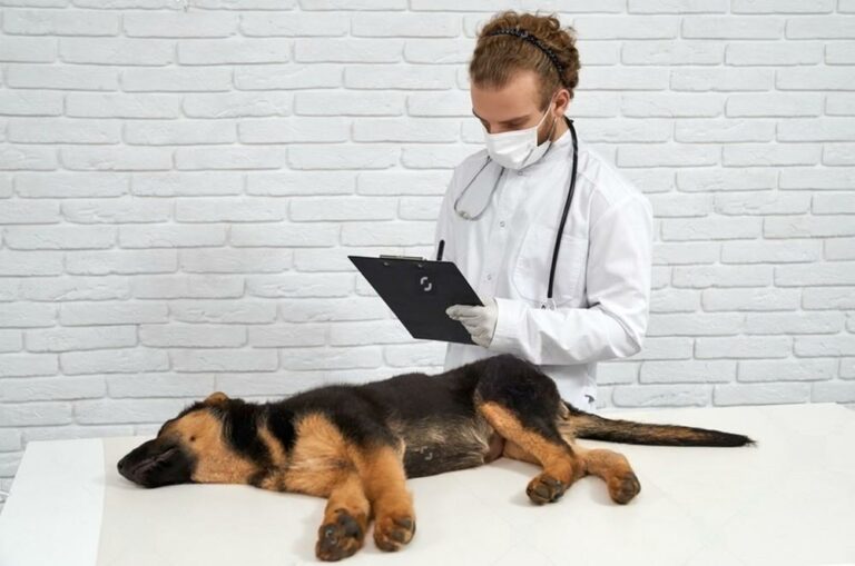 Featured image for an article about Spaying or Neutering Your German Shepherd Dog