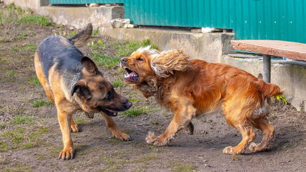 Featured image for an article about The German Shepherd Cocker Spaniel Mix