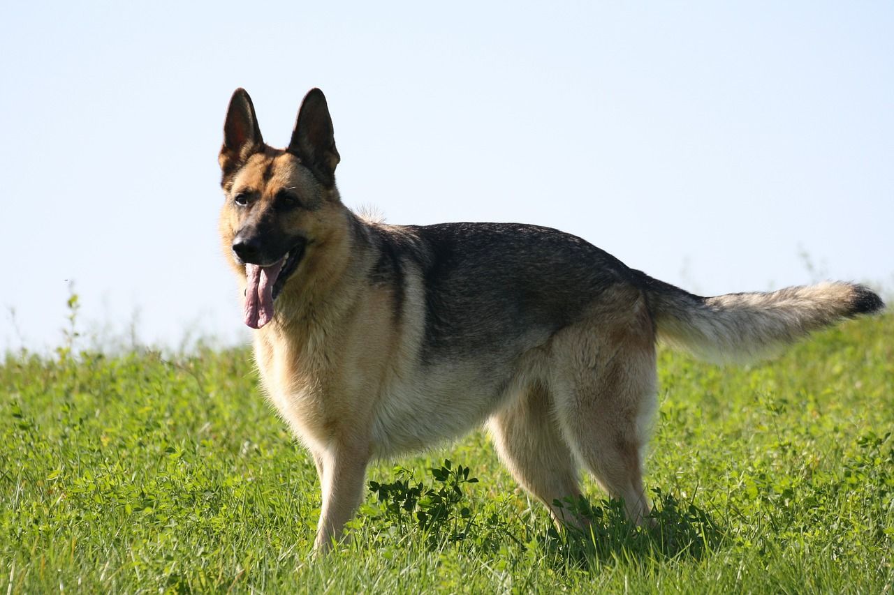 Featured image for an article about american show line german shepherd