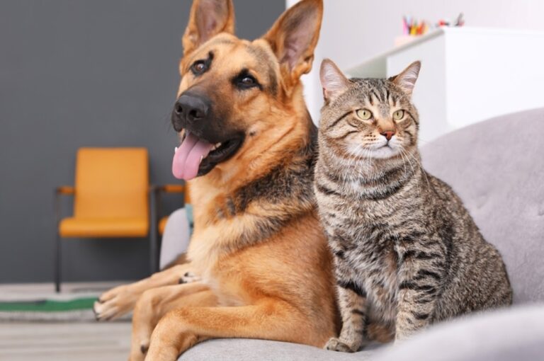 Featured image for an article about are german shepherds good with cats