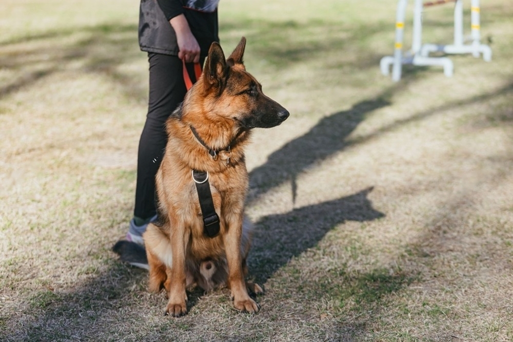 Featured image for an article about are german shepherds protective