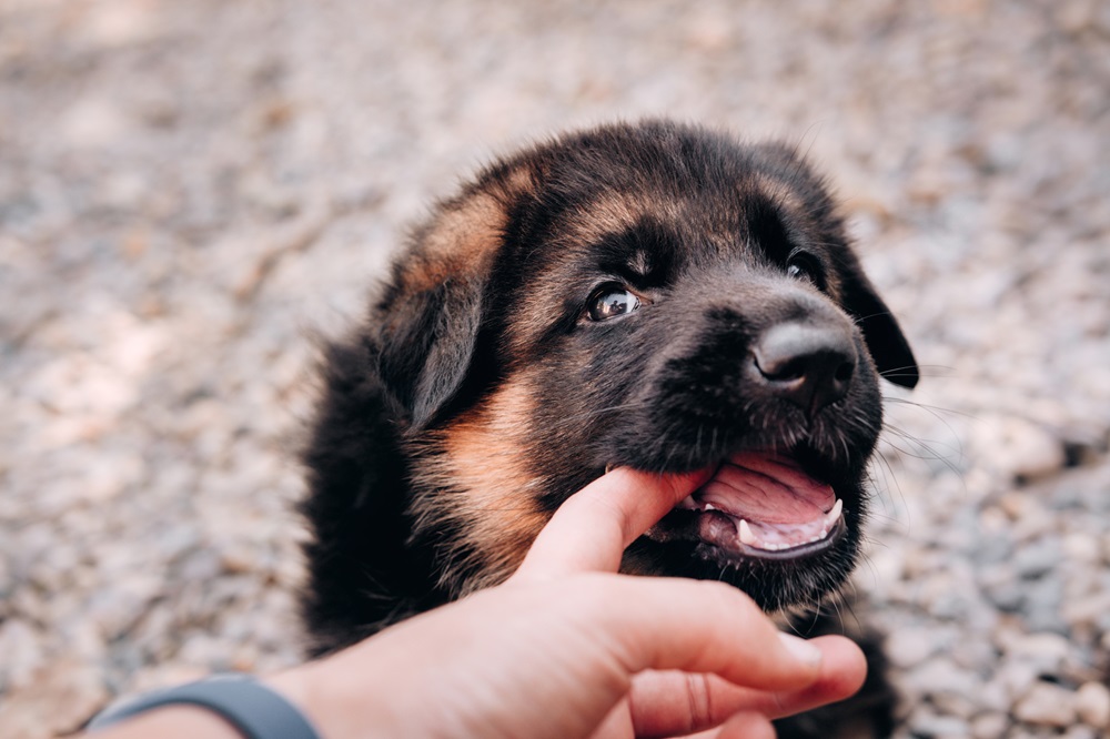Featured image for an article about german shepherd puppy biting phase