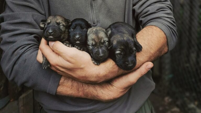 Featured image for an article about do german shepherd puppies change color?