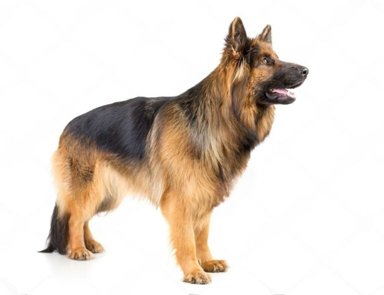 Featured image for an article about German Shepherd Saddle Black