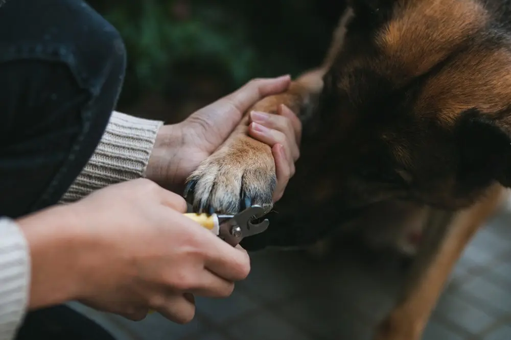 A german shepherd is getting his toenails clipped. He is being very calm and he is sniffing under his paw. The woman is holding the dog's paw and clipping the dog's nails.